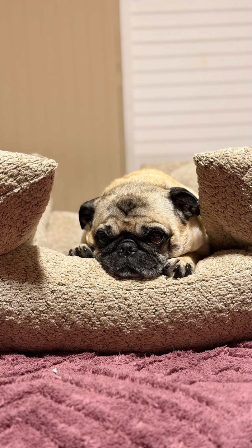 Customer photo review of Cama Yoko Arena