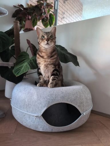 Customer photo review of Felt Donut Cat Bed & Tunnel – 2-in-1 Zip-Apart Hideaway