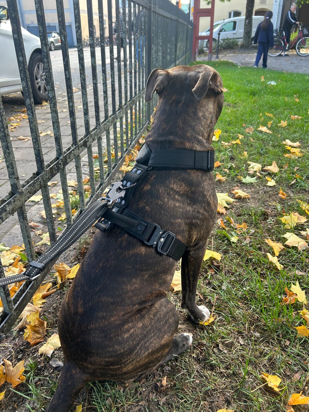Customer photo review of Easy Walk Extreme Black Edition Black