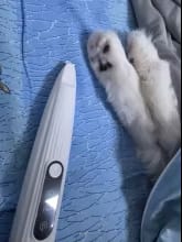 Customer photo review of Happy Paws™ Precision Paw & Fur Trimmer