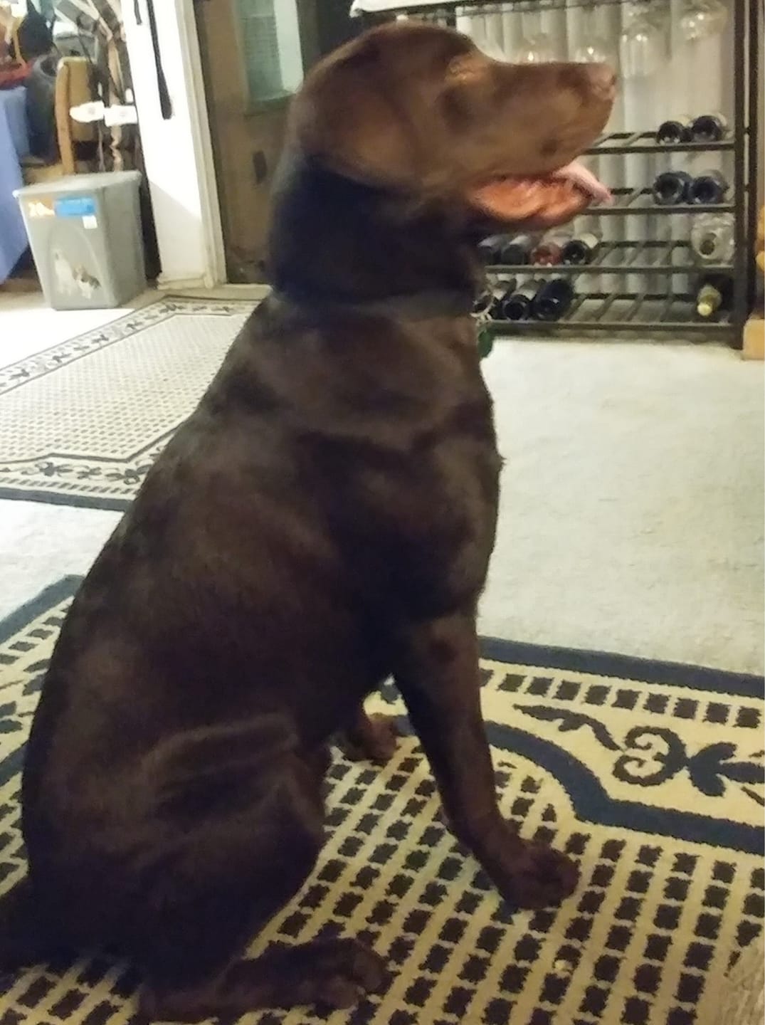 Customer photo review of FurLife™ - 12 Months All Natural Flea and Tick Tags for Dogs