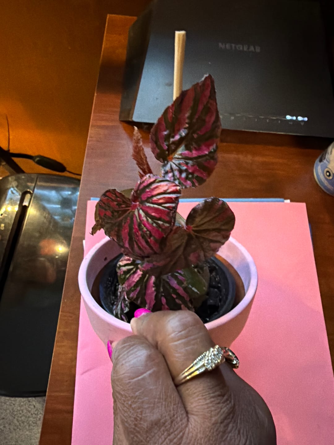 Customer photo review of Begonia brevirimosa 'Exotica'