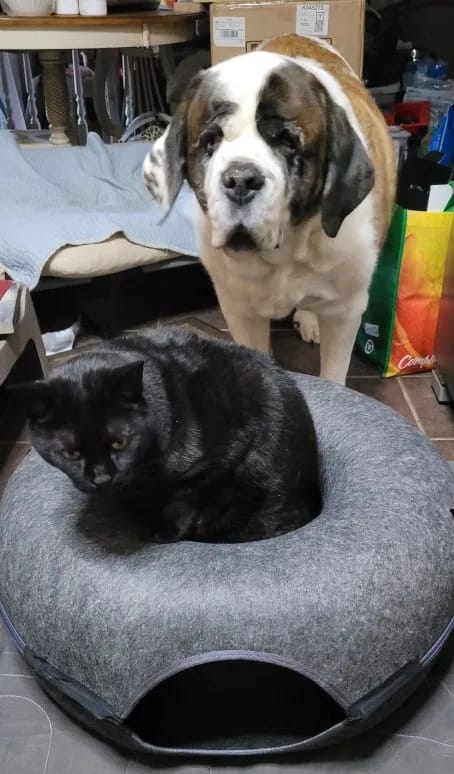 Customer photo review of Felt Donut Cat Bed & Tunnel – 2-in-1 Zip-Apart Hideaway