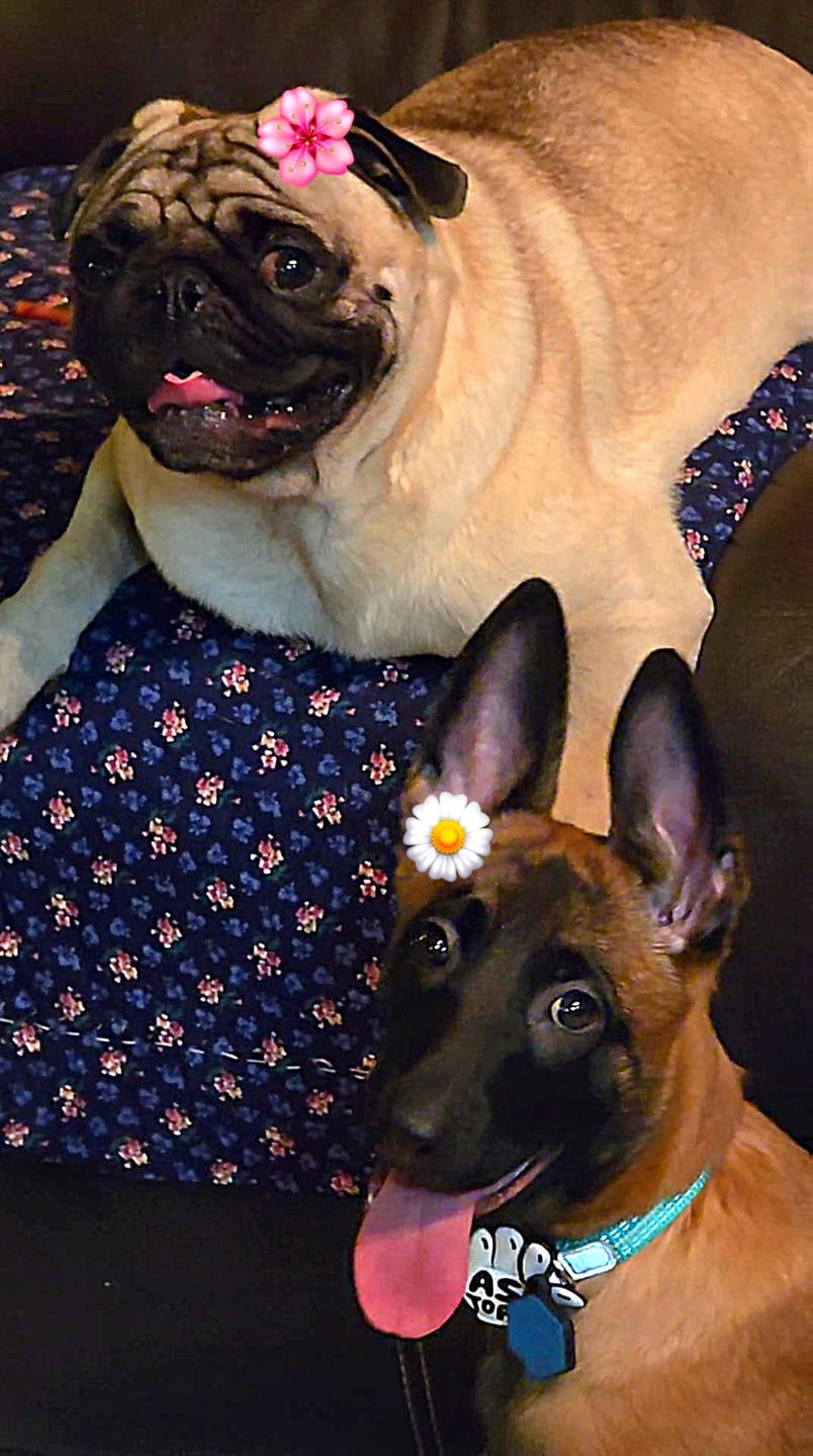 Customer photo review of Ask To Pet Jiby Dog Charm