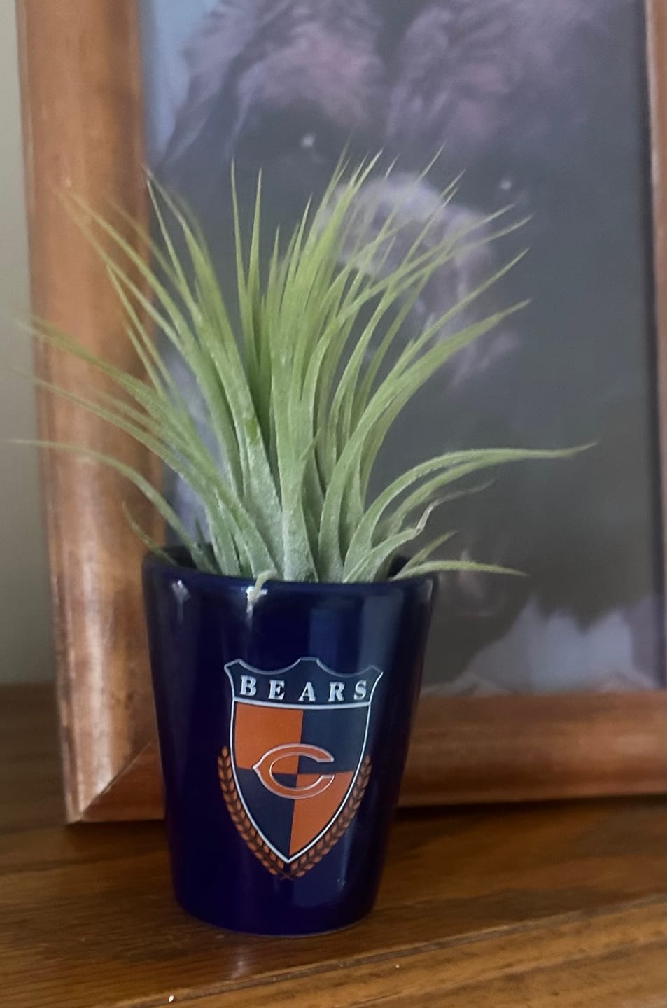 Customer photo review of Ionantha Guatemala