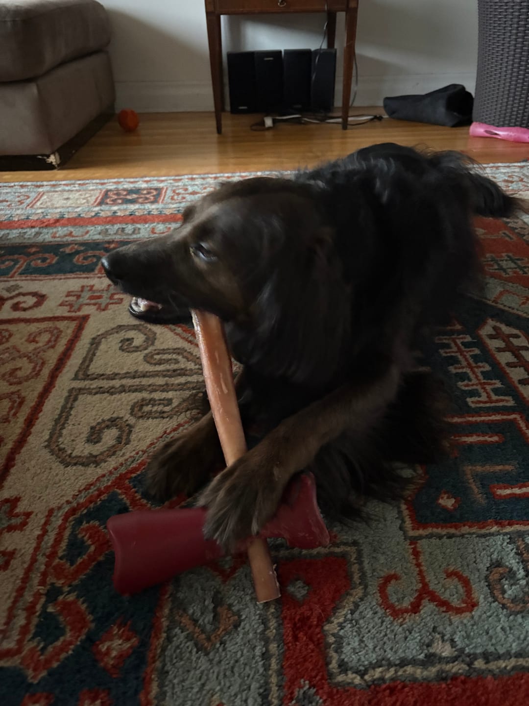 Customer photo review of 12 Inch Monster Bully Stick
