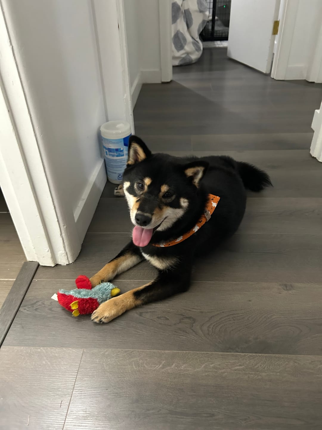 Customer photo review of Happy Pumpkins Reversible Pet Bandana