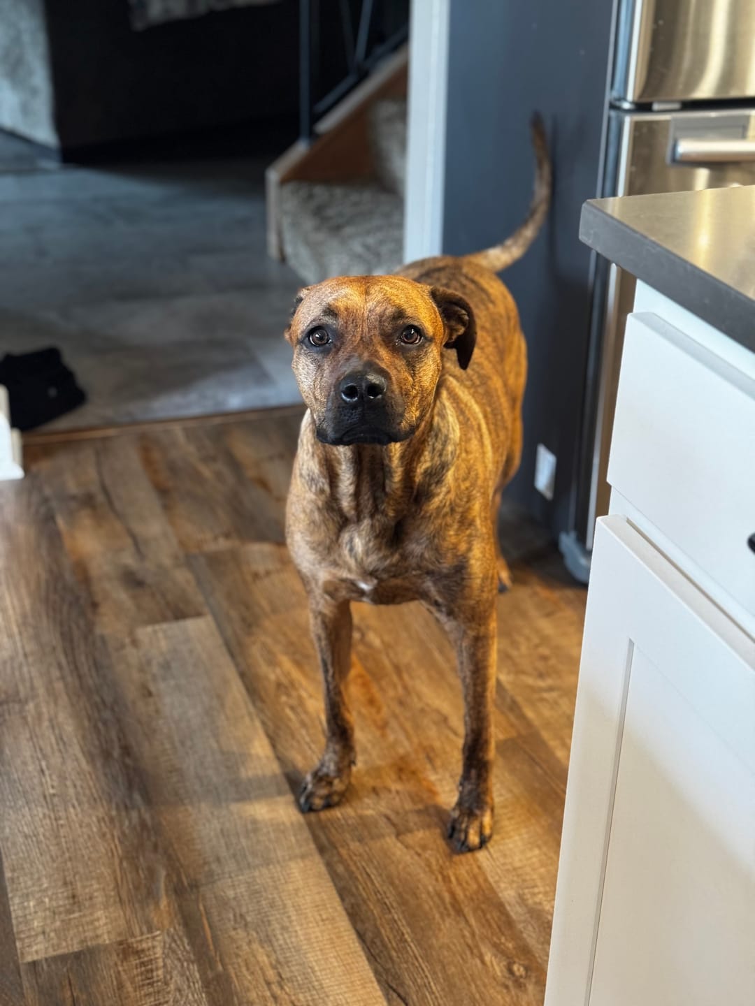 Customer photo review of Wild Salmon Pet CBD Oil (Multiple Sizes)
