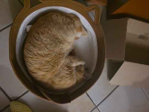 Kunden-Foto eines schlafenden orangefarbenen Katers im runden, braun-weißen Fellnest Katzenkorb.