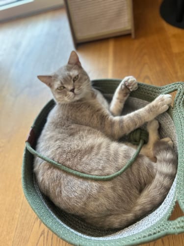 Customer's grey cat resting comfortably in the green Fellnest Katzenkorb woven basket on a wooden floor.