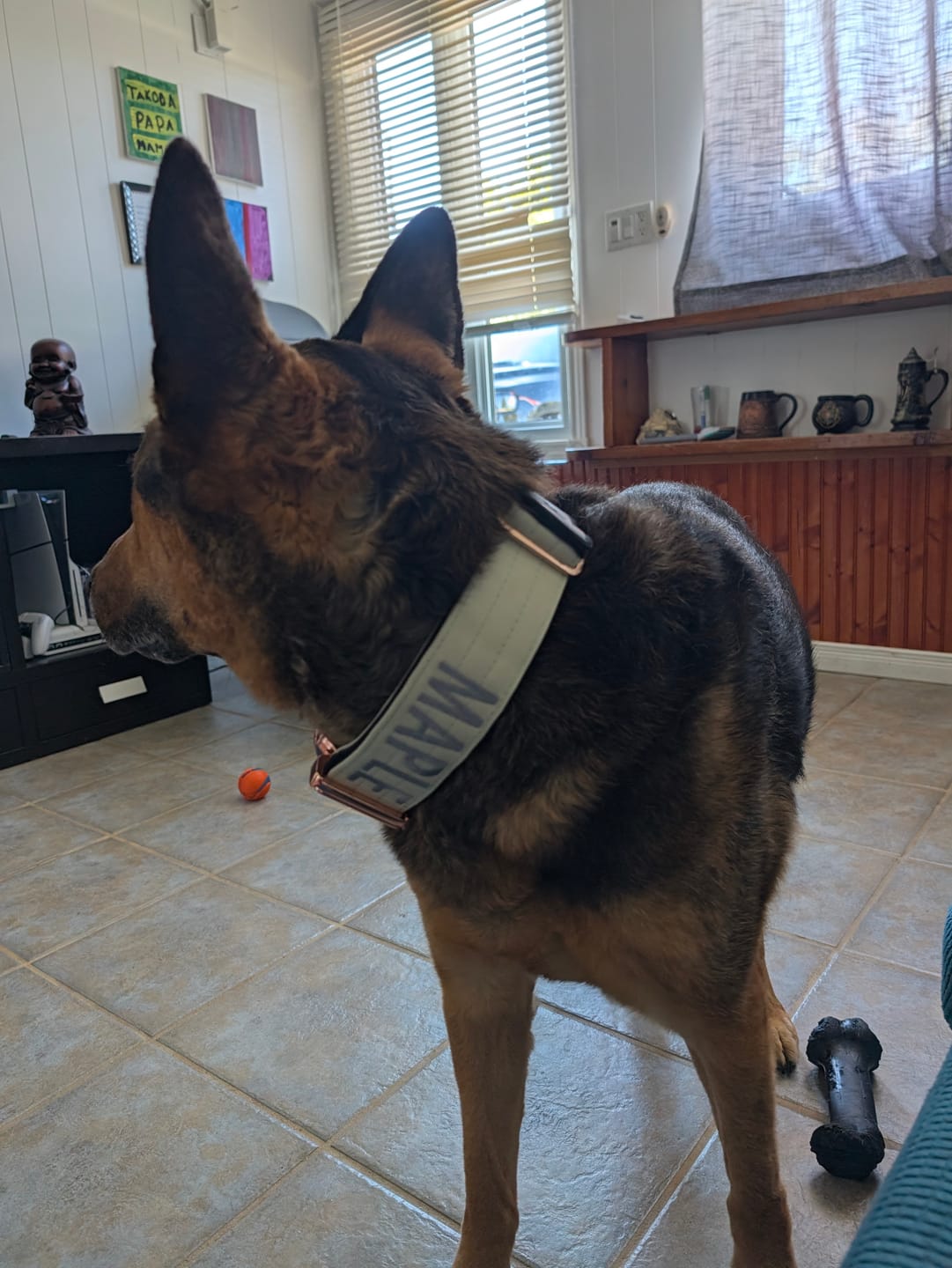 Customer photo review of 2" Tacti Luxe Dog Collar - Rose Gold - Honeydew