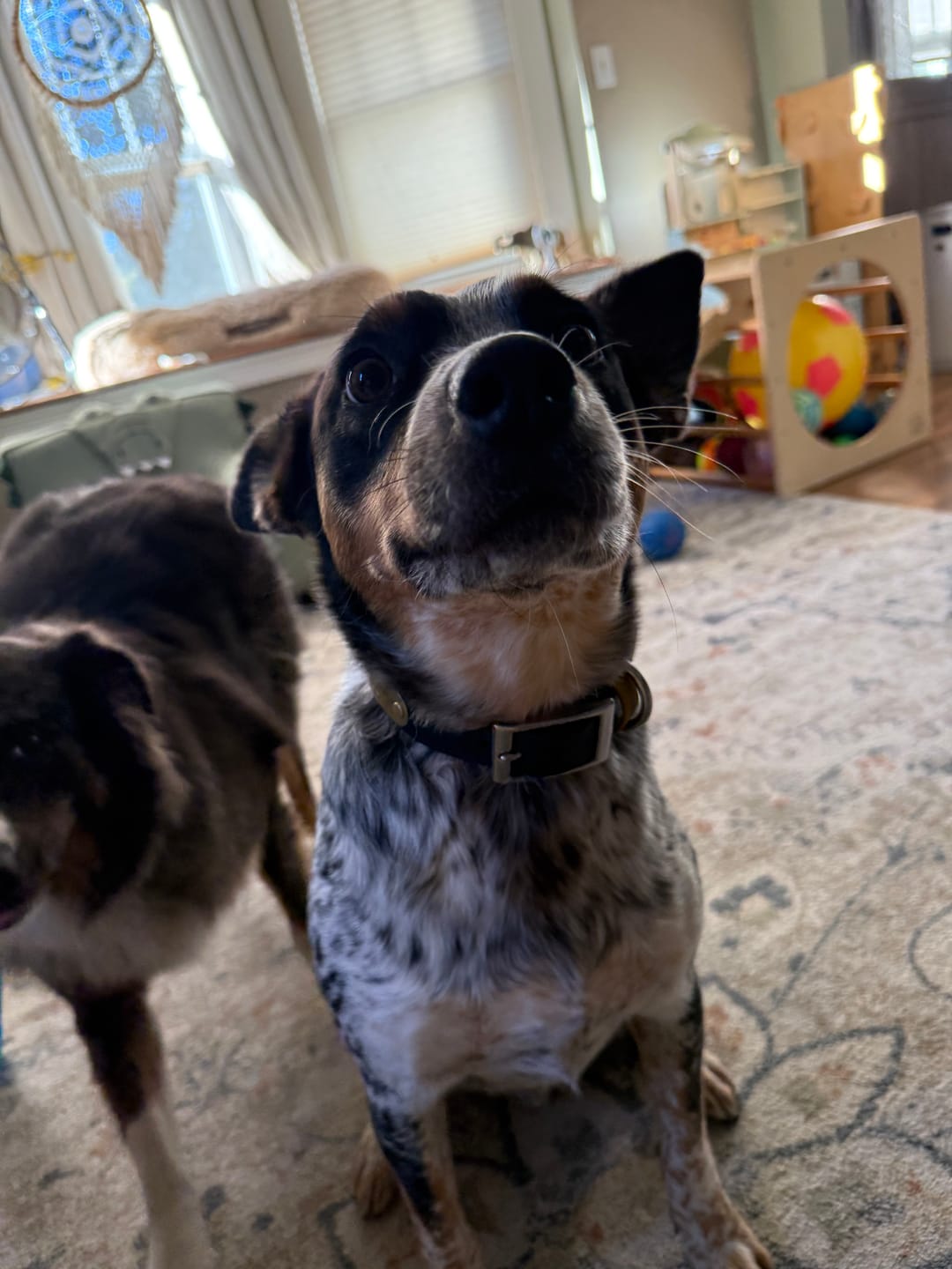 Customer photo review of Denali Center Ring BioThane Collar
