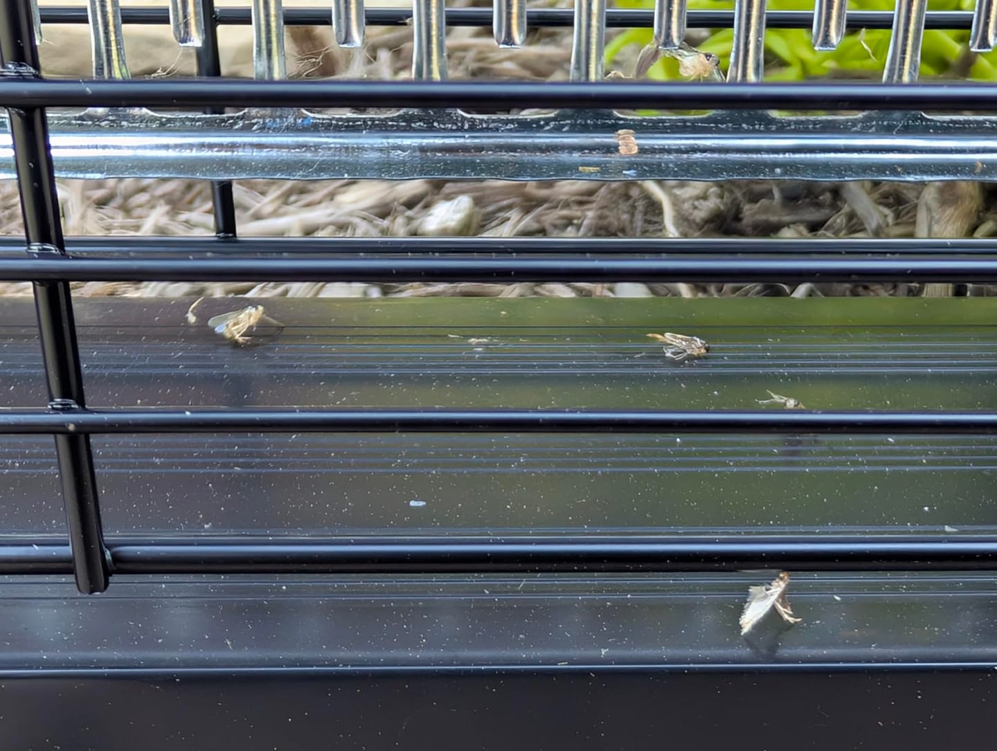 Customer photo review of GroundGuard Sentinel — Solar Bug Zapper