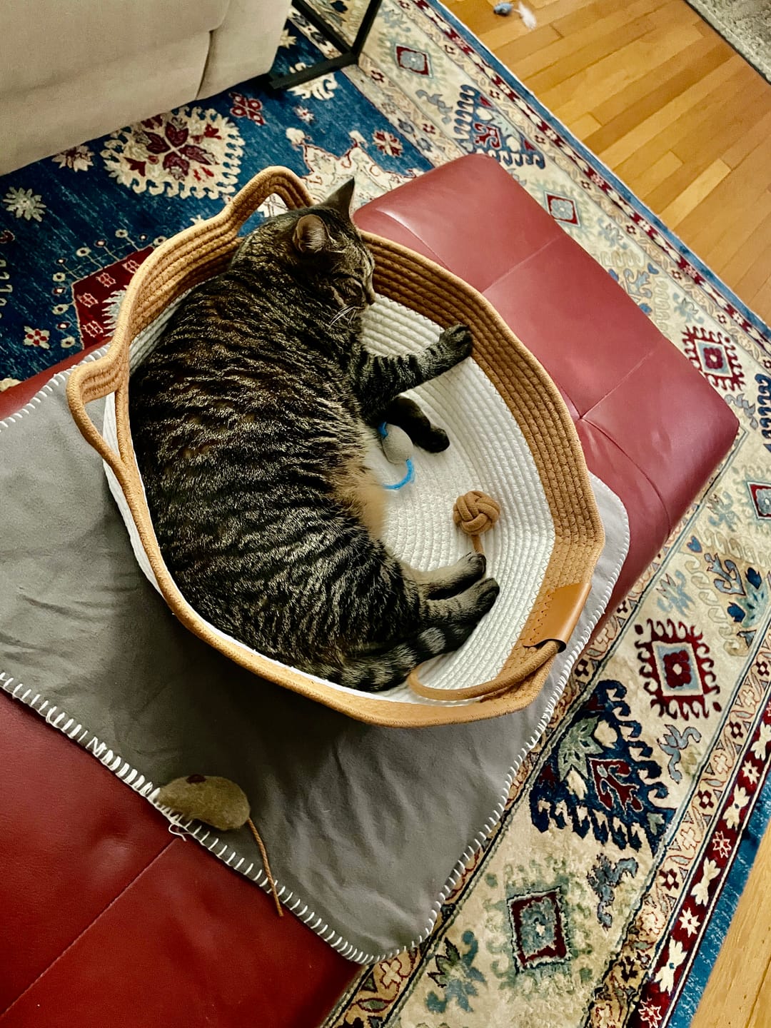 Customer photo review of Instinct Basket | Meet the first research-backed natural territory for indoor cats