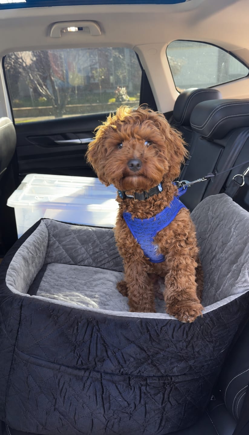 Customer photo review of Marlo&Co™ Plush Front Dog Car Seat
