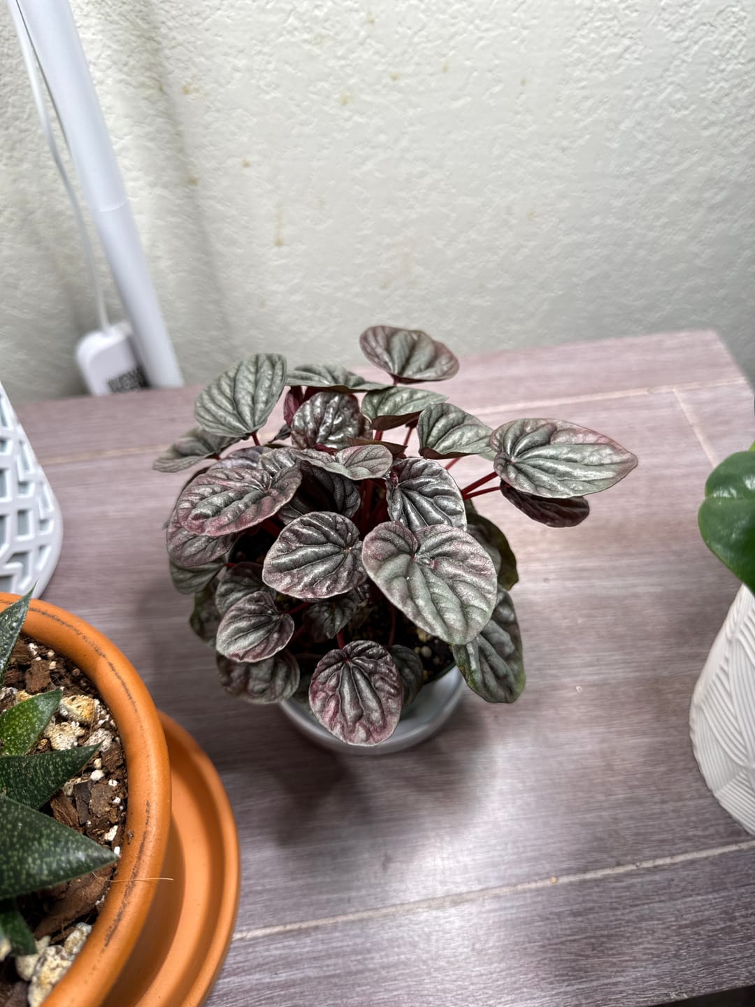 Customer photo review of Peperomia caperata 'Red Beauty'
