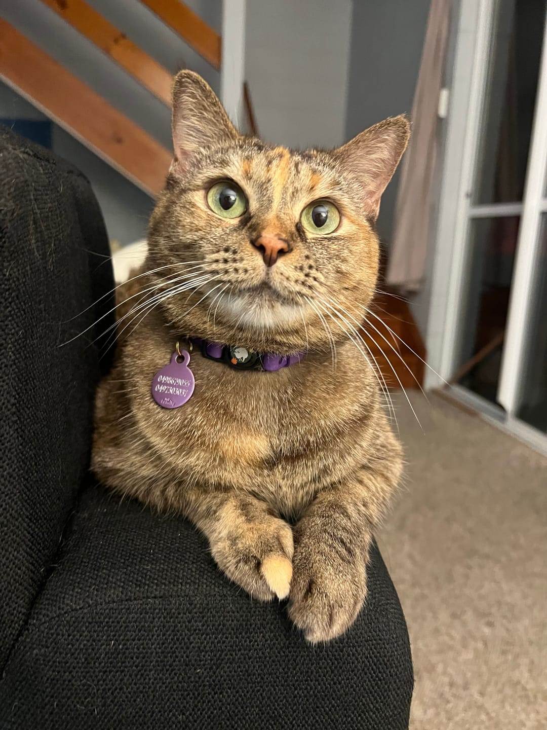 Customer photo review of Handmade Leather Cat Collar - Lilac