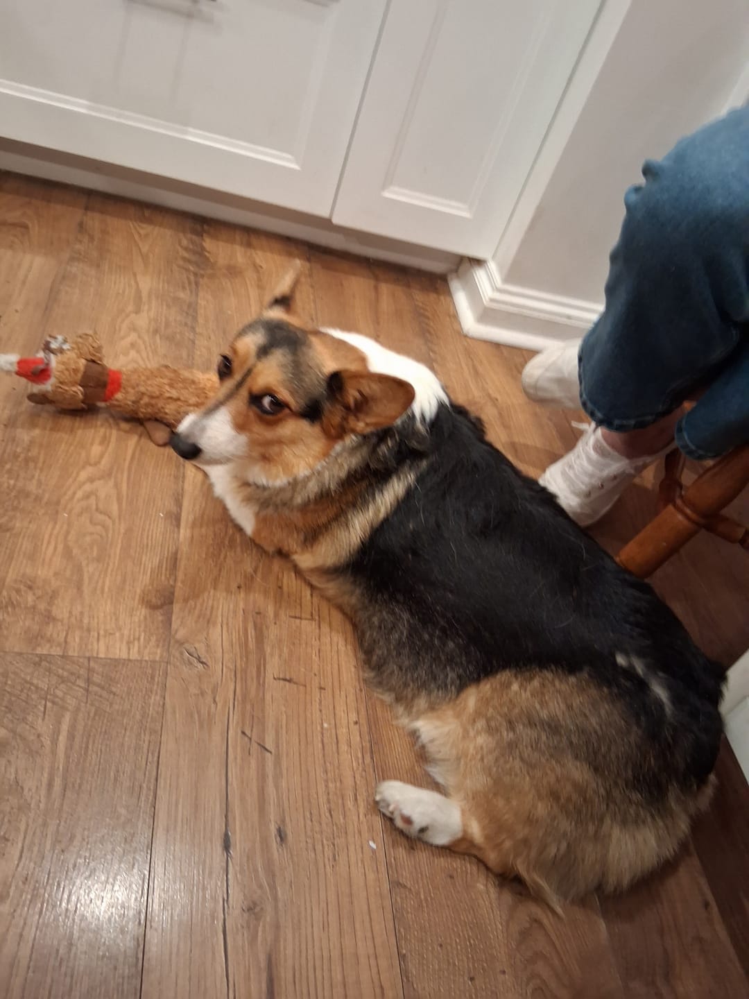 Customer photo review of Pembroke Welsh Corgi Senior Dog Multivitamin Tablets 60 Count