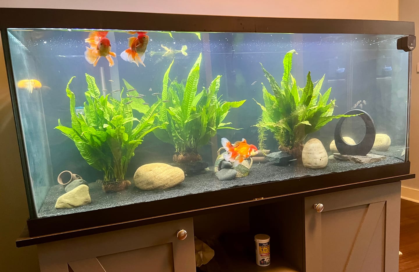 Customer photo review of Shark PRO