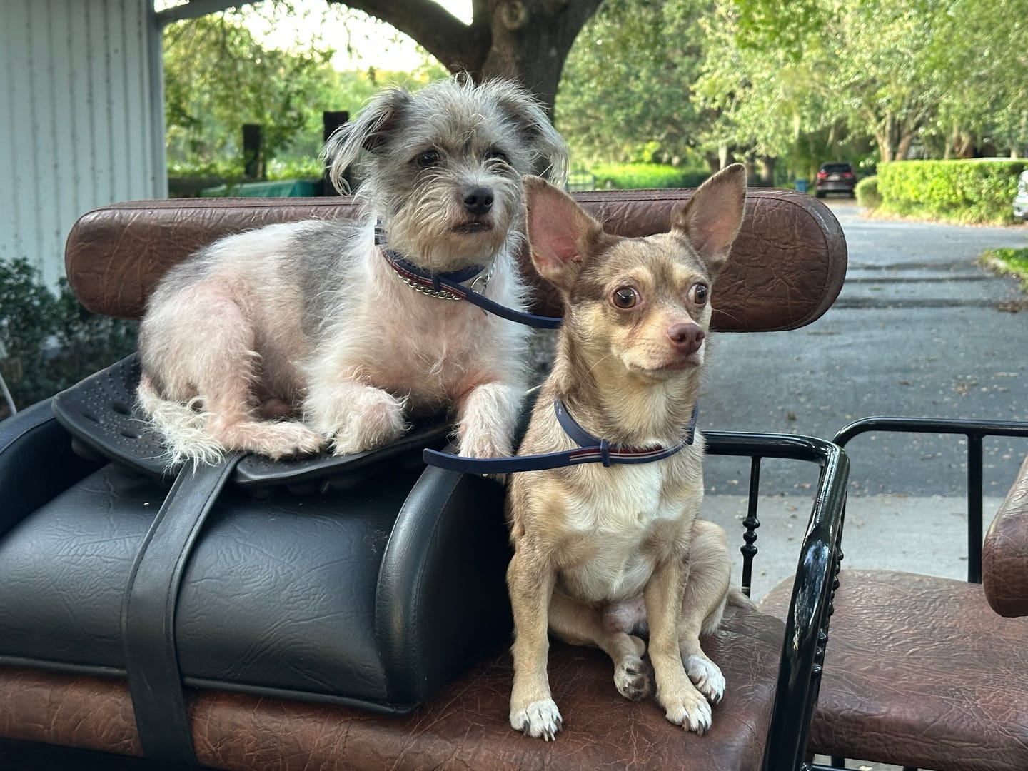 Customer photo review of FurLife™ - 8 Months All Natural Flea and Tick Collar for Dogs