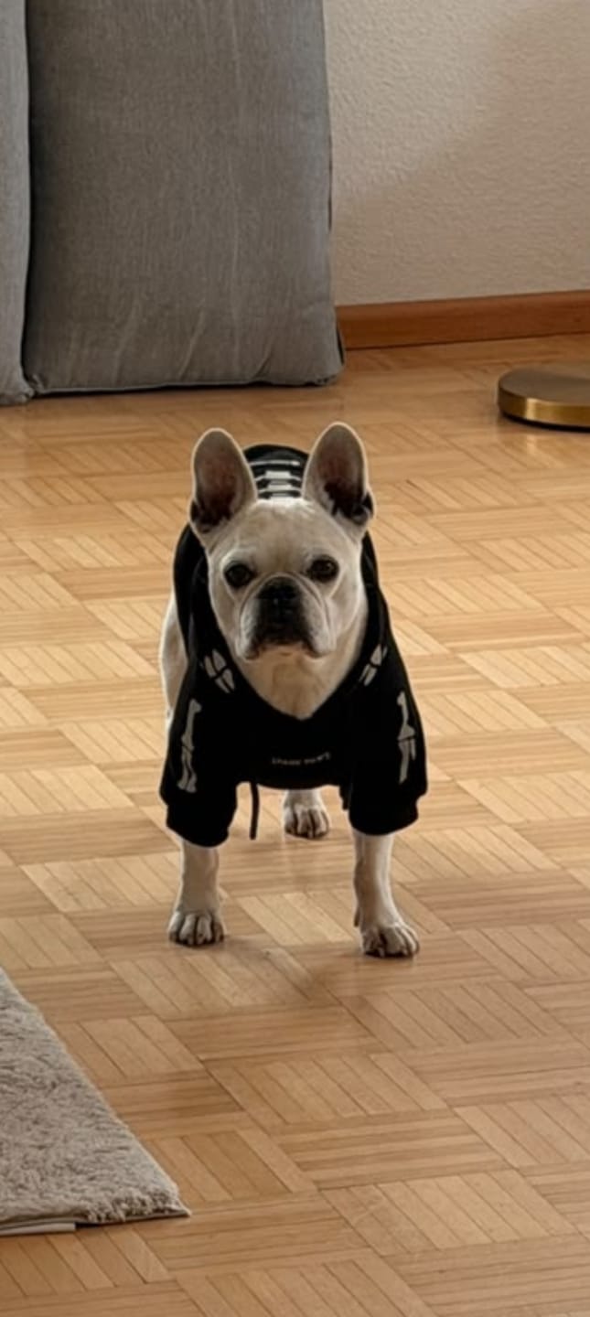 Customer photo review of Halloween Dog Hoodie - Reflective Skeleton