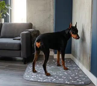 Customer photo review of CalmPaws™ Tapete Absorbente para Perros