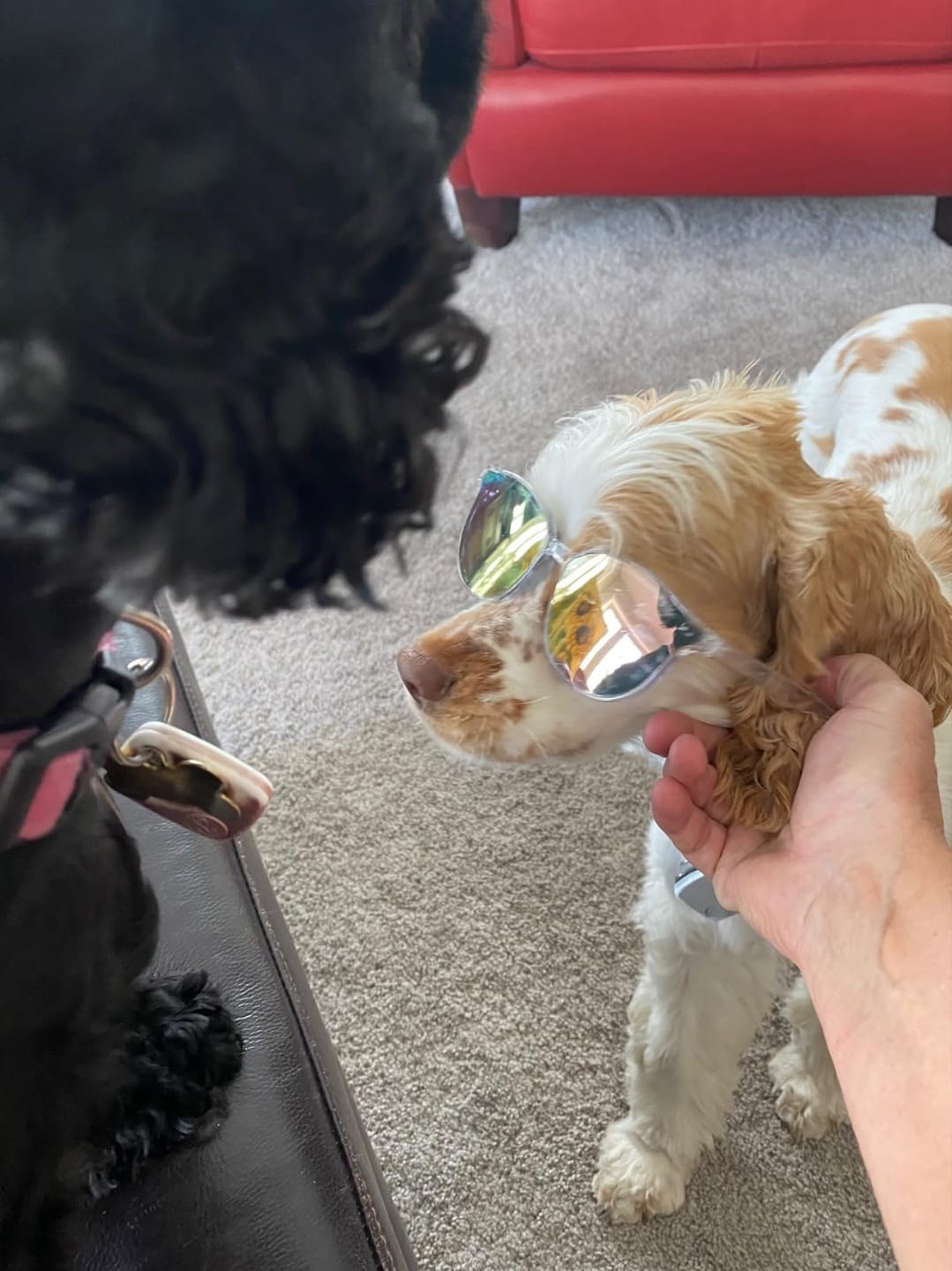 Customer photo review of Happy Paws™ Precision Paw & Fur Trimmer