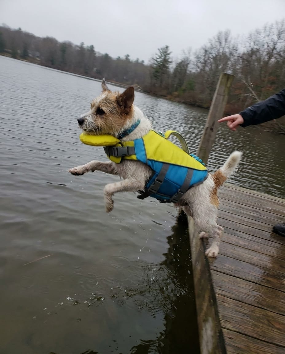 Customer photo review of Dog Life Vest W/ Chin Rest