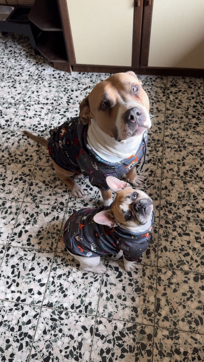 Customer photo review of Rock and Roll Dog Hoodie
