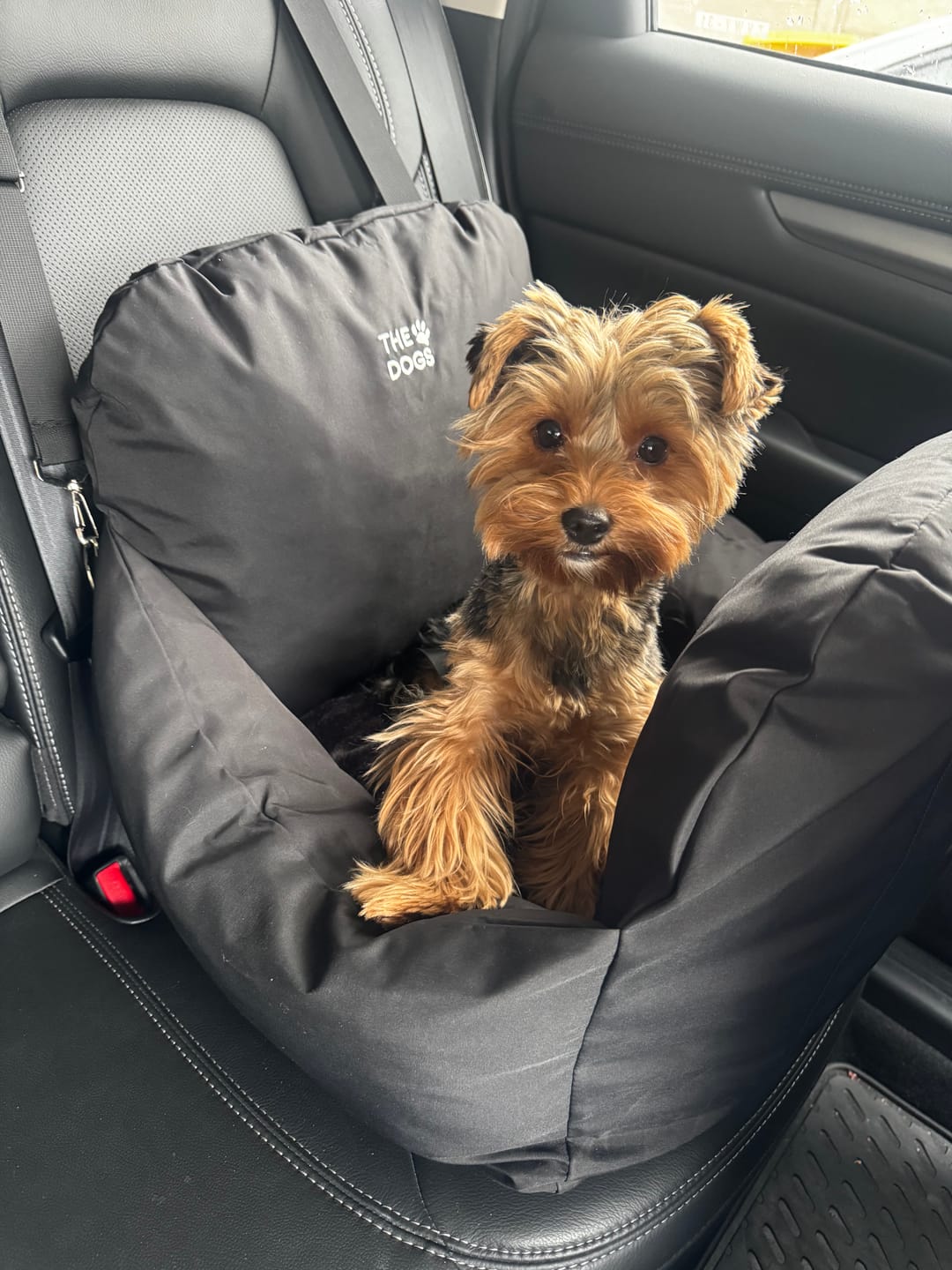 Customer photo review of Asiento Primera Clase THE DOGS — Viajes seguros y cómodos