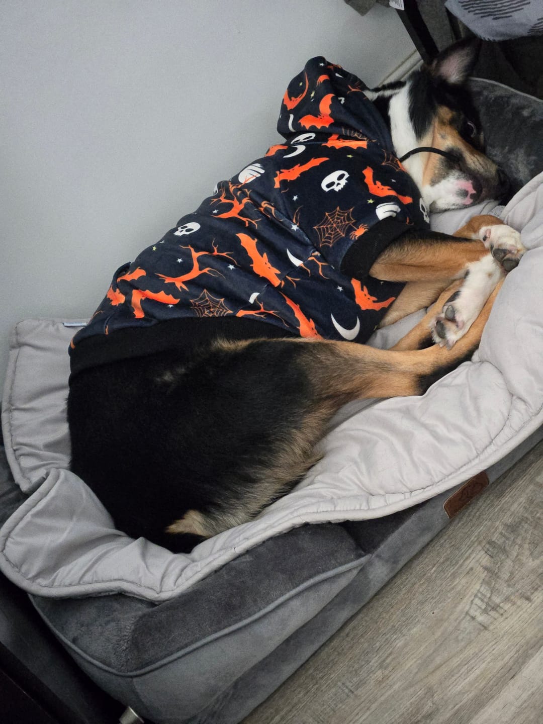 Customer photo review of Halloween Dog Hoodie - Black