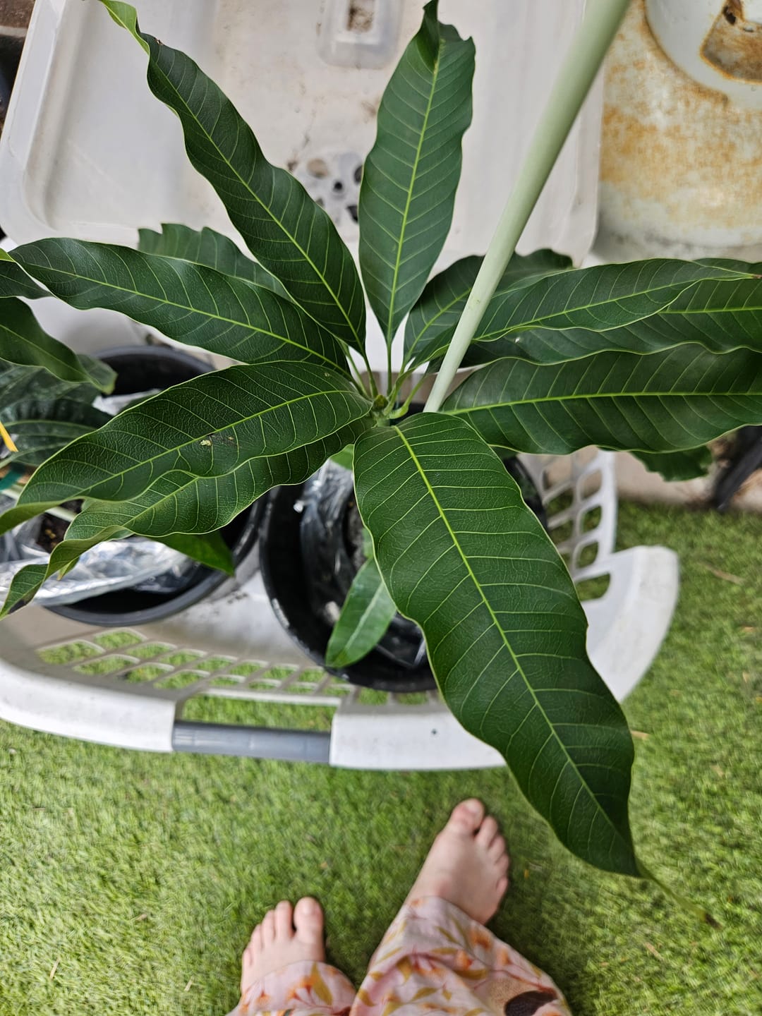 Customer photo review of Mango - Lemon Zest (Florigan)