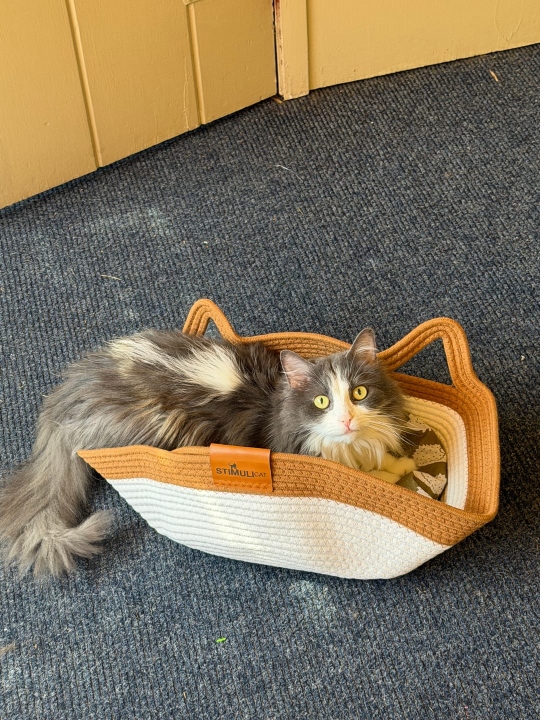 Customer photo review of Instinct Basket | Meet the first research-backed natural territory for indoor cats