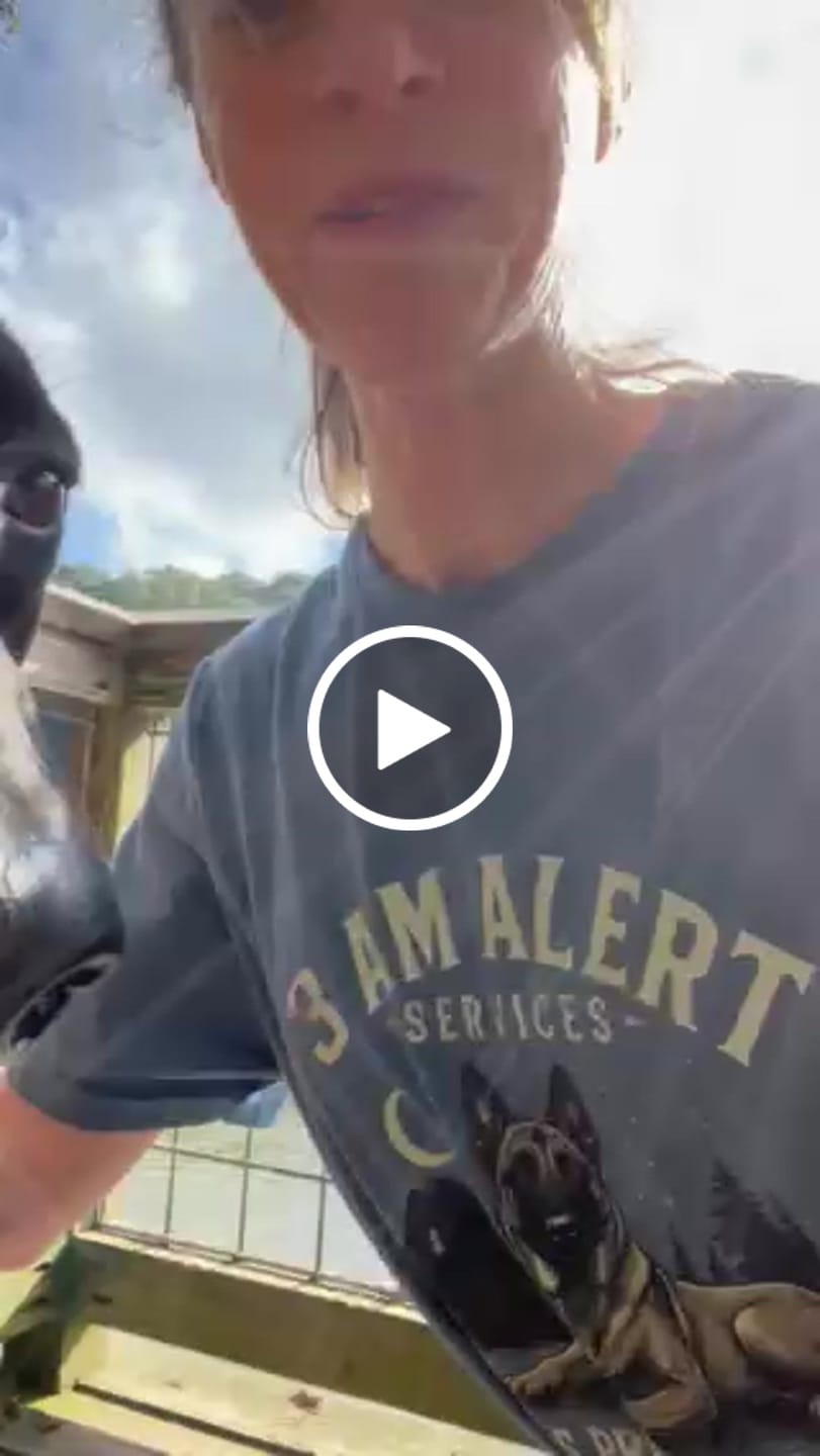 Customer video review of 3 AM Alert Services Malinois Shirt