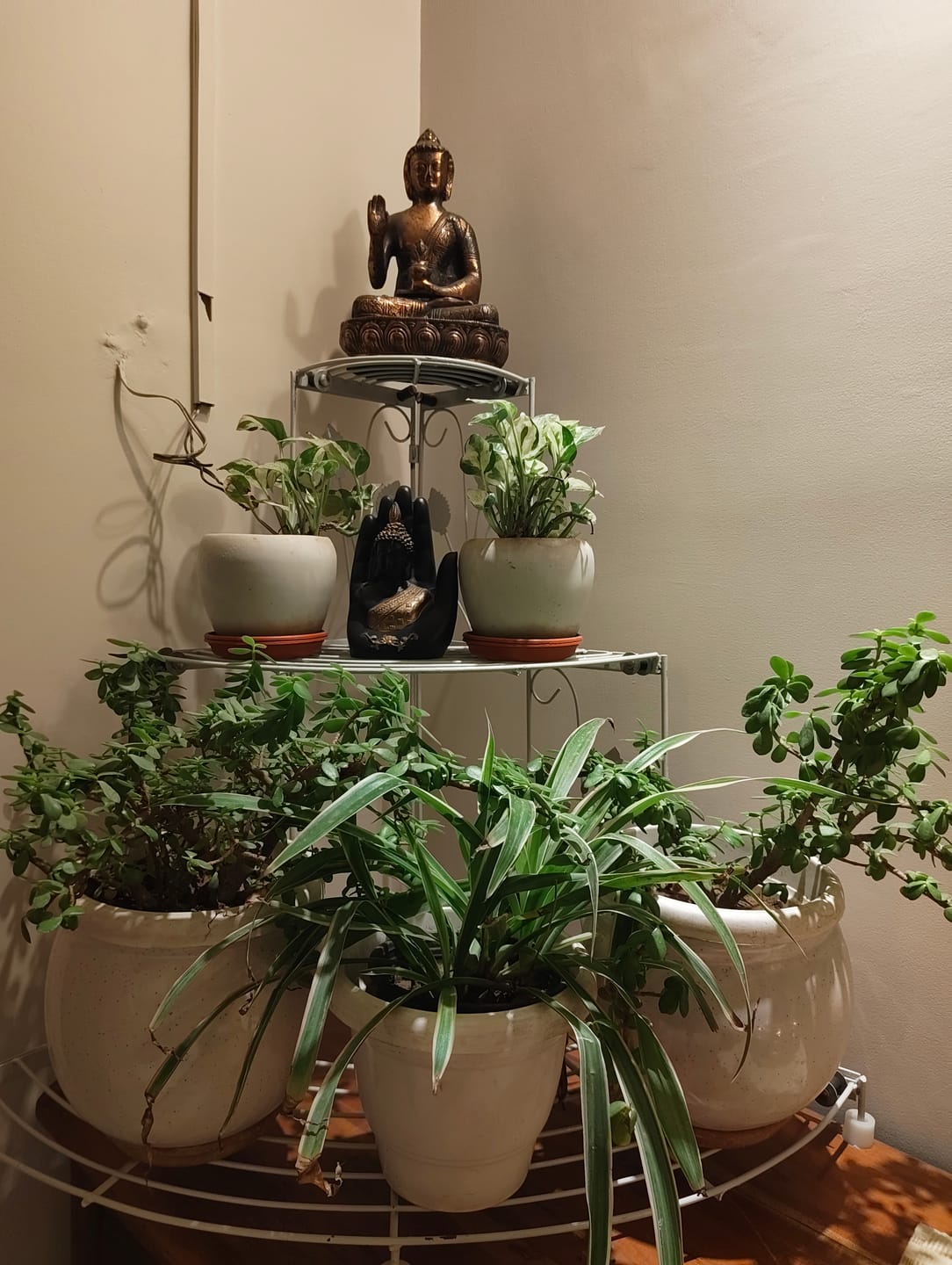 Customer photo review of 3-Tier Corner Plant Stand - Space-Saving Indoor Planter Shelf for Stylish Home Decor
