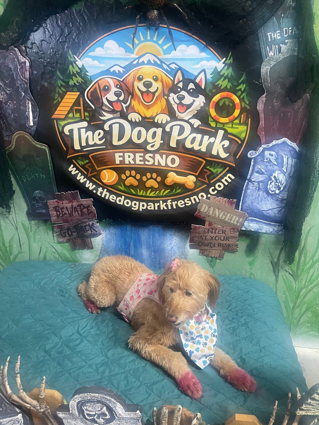 Customer photo review of Iron Paws Daily Human-Grade Superfood For Dogs
