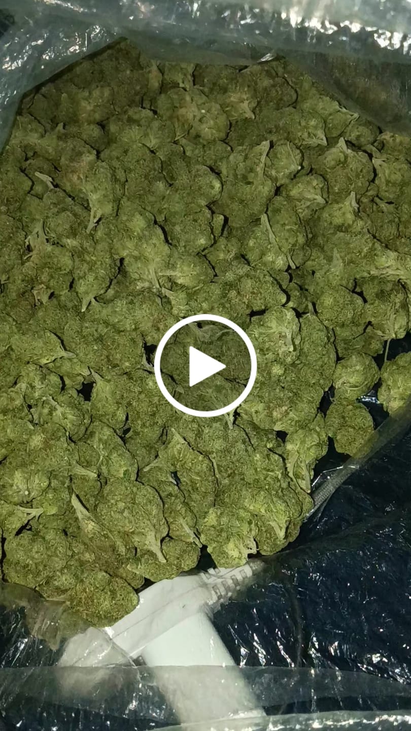 Customer video review of Jet Fuel Gelato (Value Indoor) – Bulk THCA Flower 1 lb