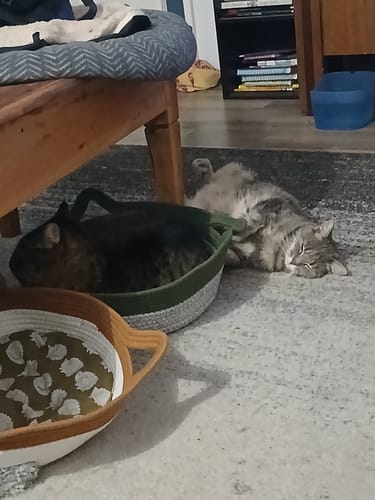 Customer's two cats resting in their Instinct Baskets on a carpeted floor.