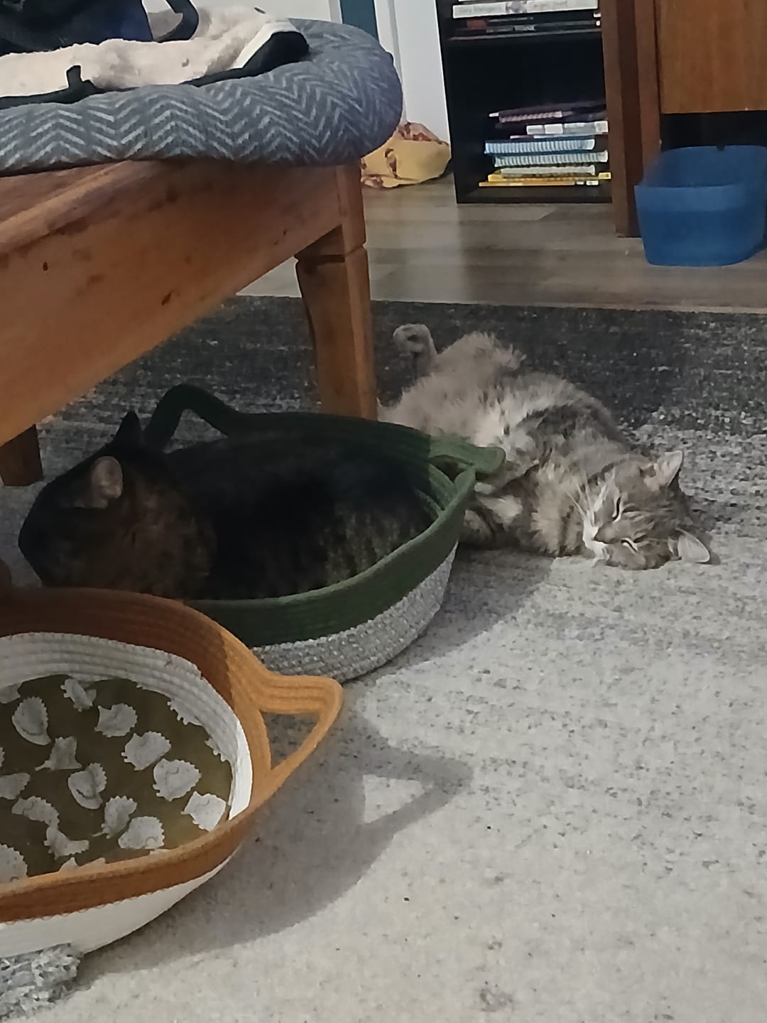 Customer photo review of Instinct Basket | Meet the first research-backed natural territory for indoor cats