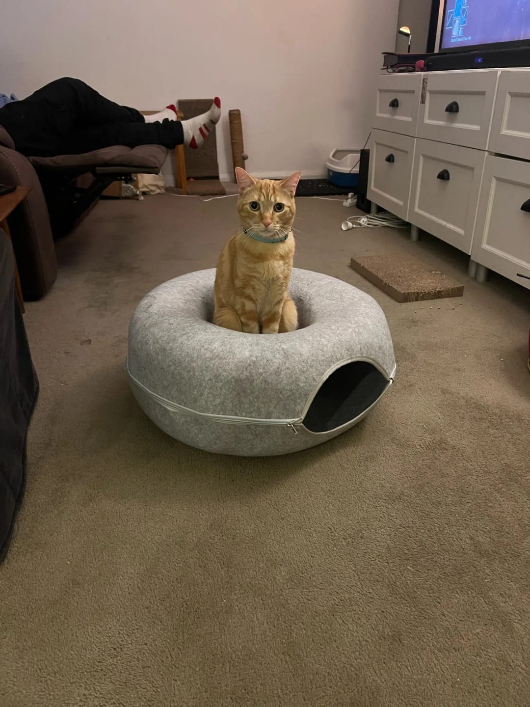 Customer photo review of Felt Donut Cat Bed & Tunnel – 2-in-1 Zip-Apart Hideaway