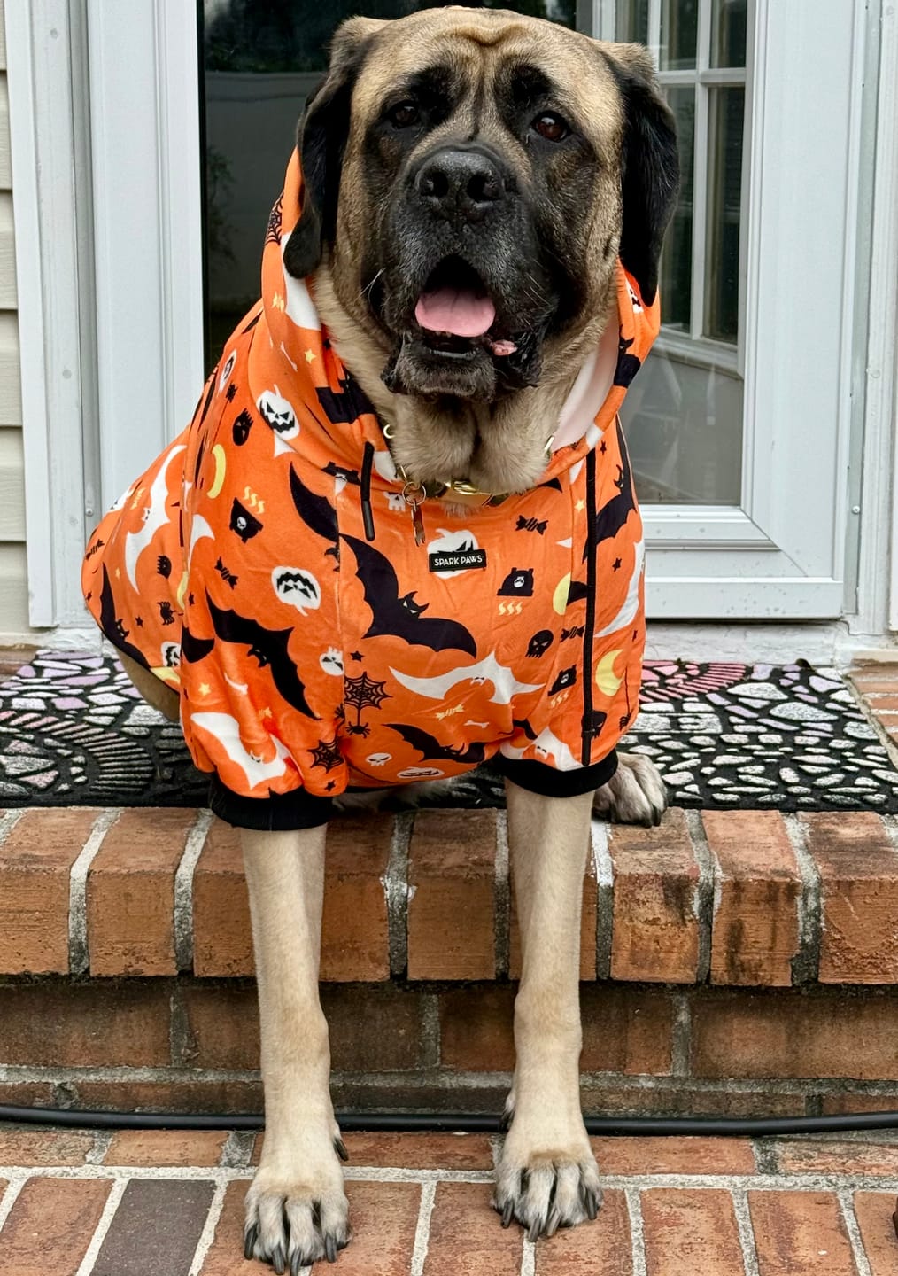 Customer photo review of Halloween Dog Hoodie - Orange