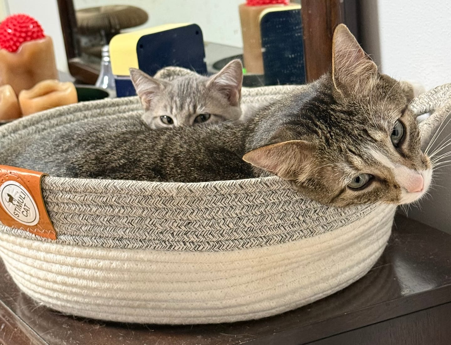 Customer photo review of Instinct Basket | Meet the first research-backed natural territory for indoor cats