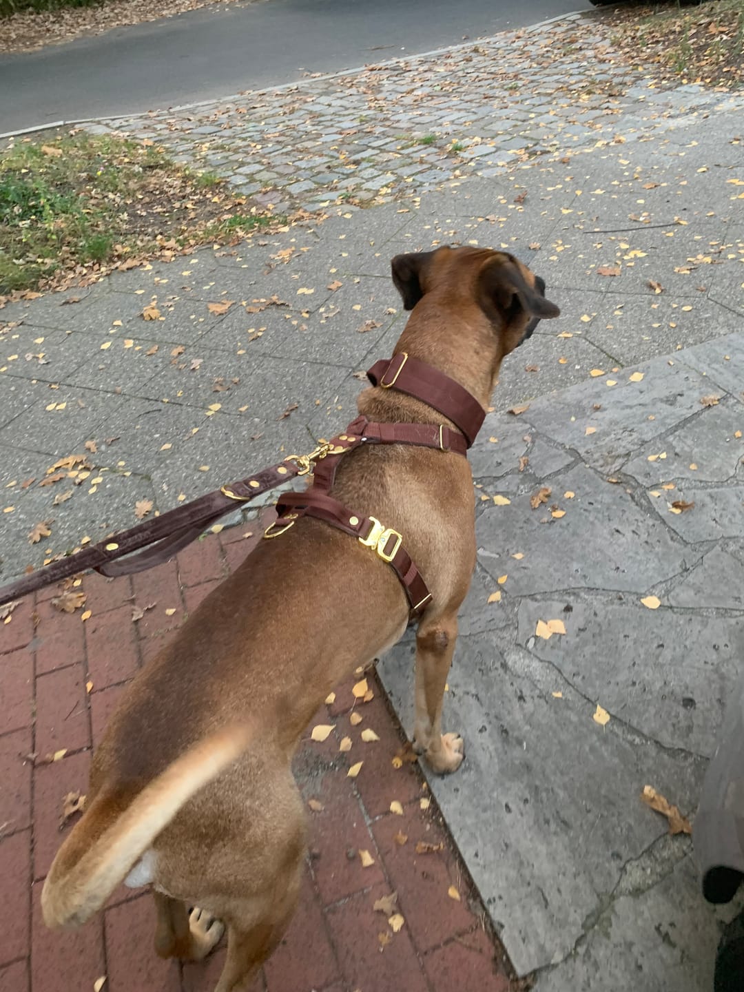 Customer photo review of Extreme Gold Buckle Dark Brown - Starkt och säkert halsband