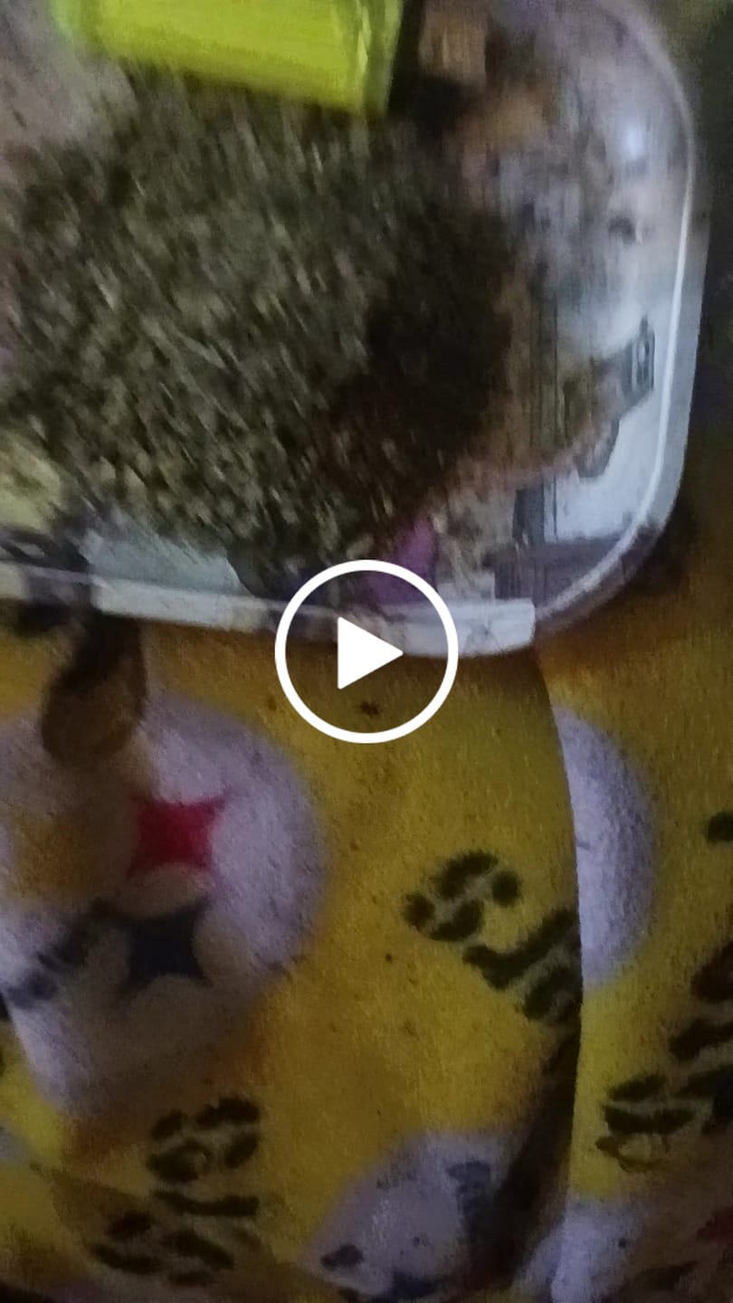 Customer video review of (Buy 1 Get 1 Free) No1. LA Pop Rock Shake 1oz