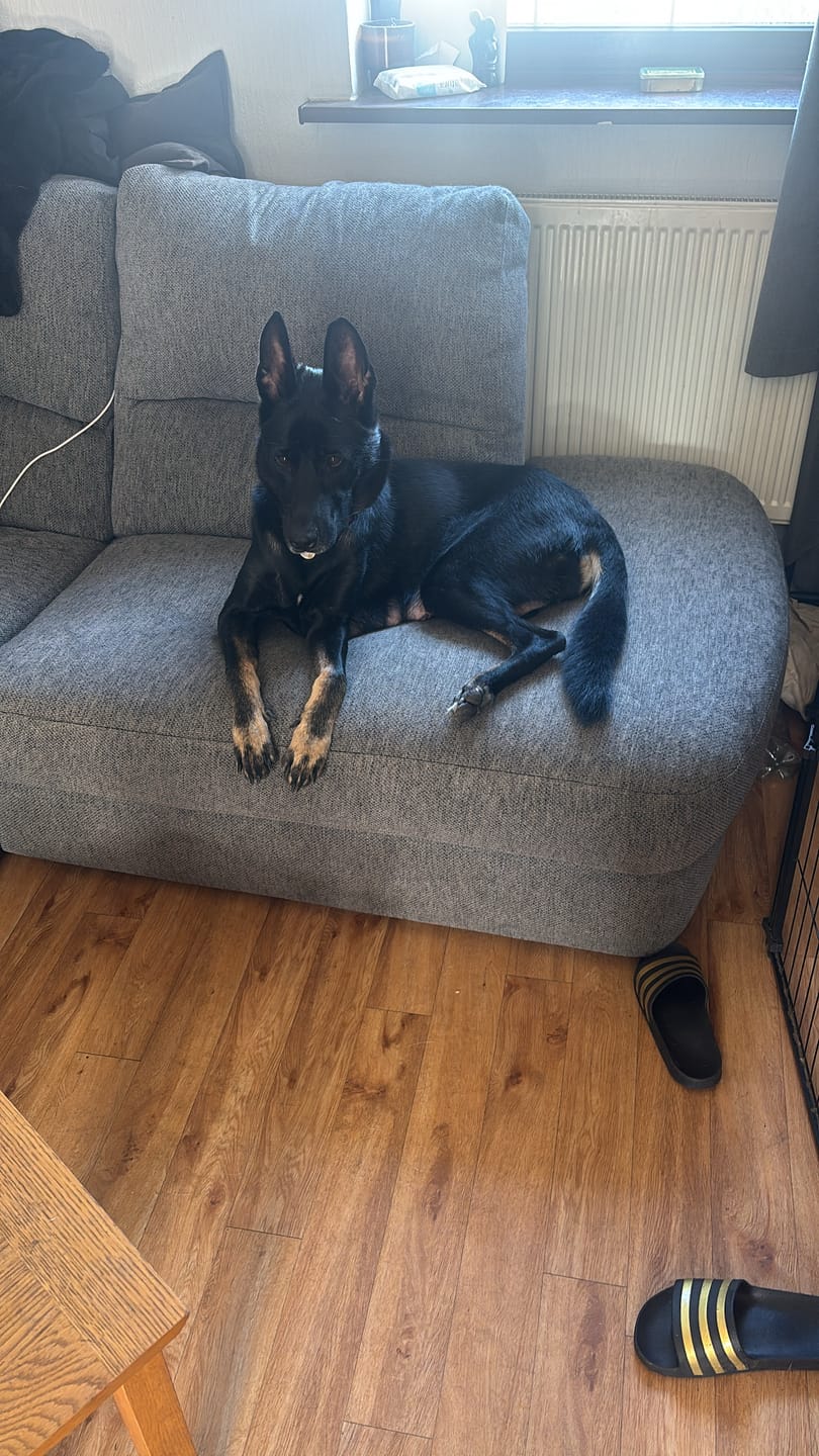 Customer photo review of Original Beef - Adult Dry Dog Food 15Kg