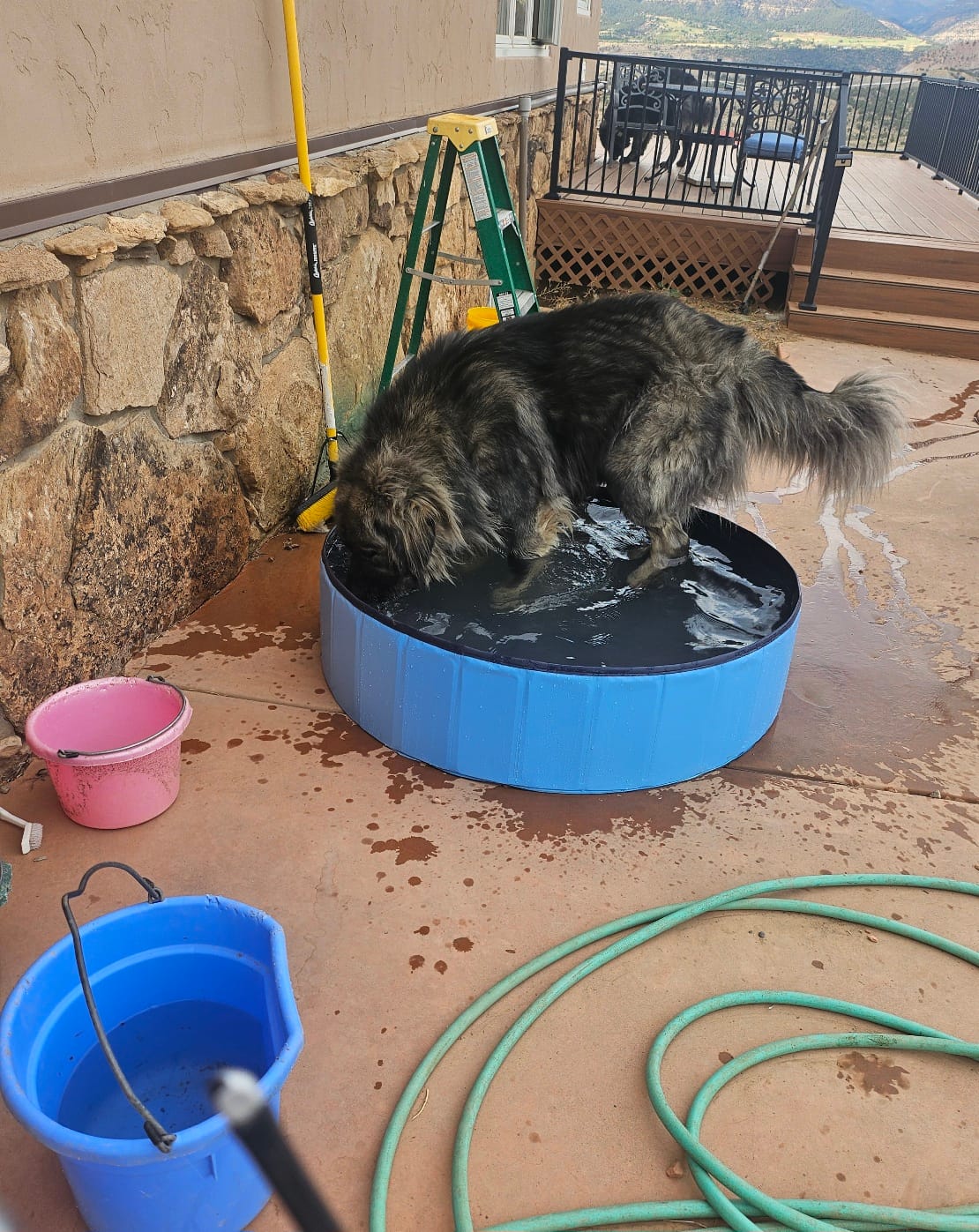Customer photo review of NEW Pop-Up Foldable Outdoor Dog Bath & Swimming Pool With Side Drain (Aqua Blue)