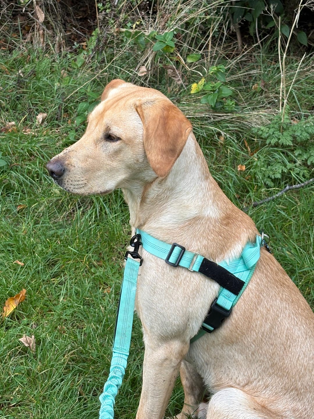 Customer photo review of ParoPet No Pull Dog Harness