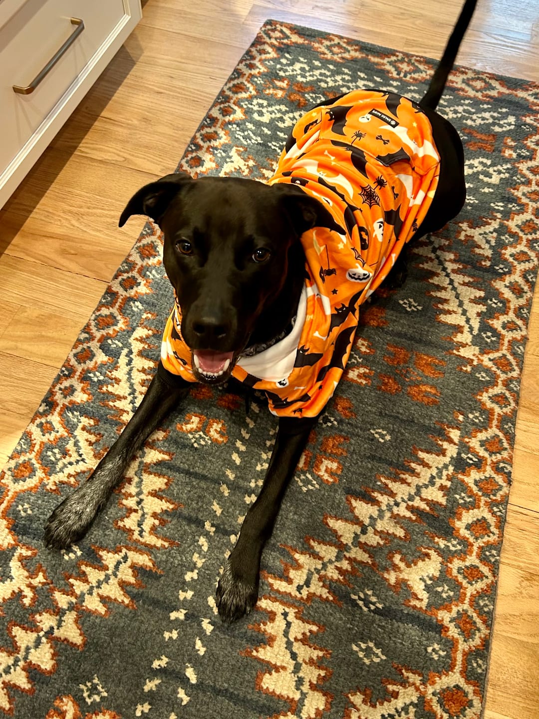 Customer photo review of Halloween Dog Hoodie - Orange