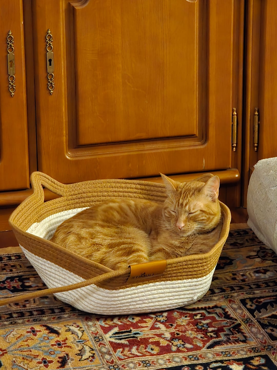 Customer photo review of Instinct Basket | Meet the first research-backed natural territory for indoor cats
