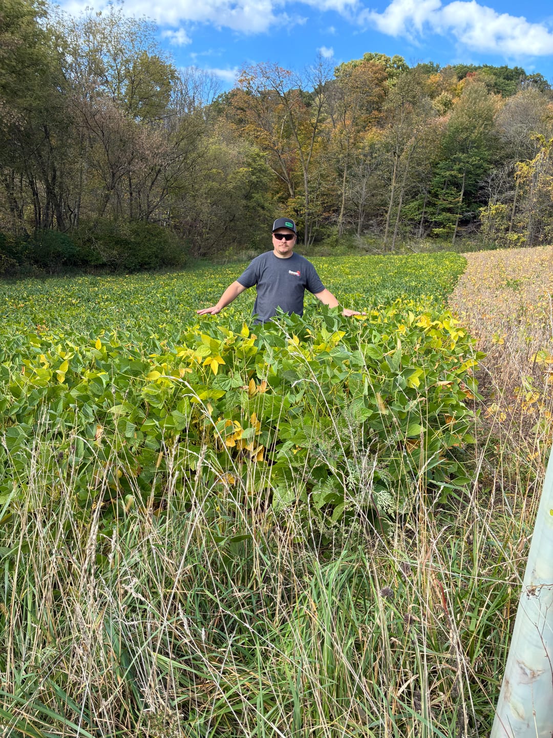 Customer photo review of Forage Soybean Blend